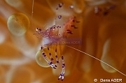 Periclimenes tosaensis-Tomia Marimabuk-9m-20180526-Denis-ADER-DSC_0954_tn